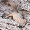 Herpestes sanguineus | Mongoose, Slender